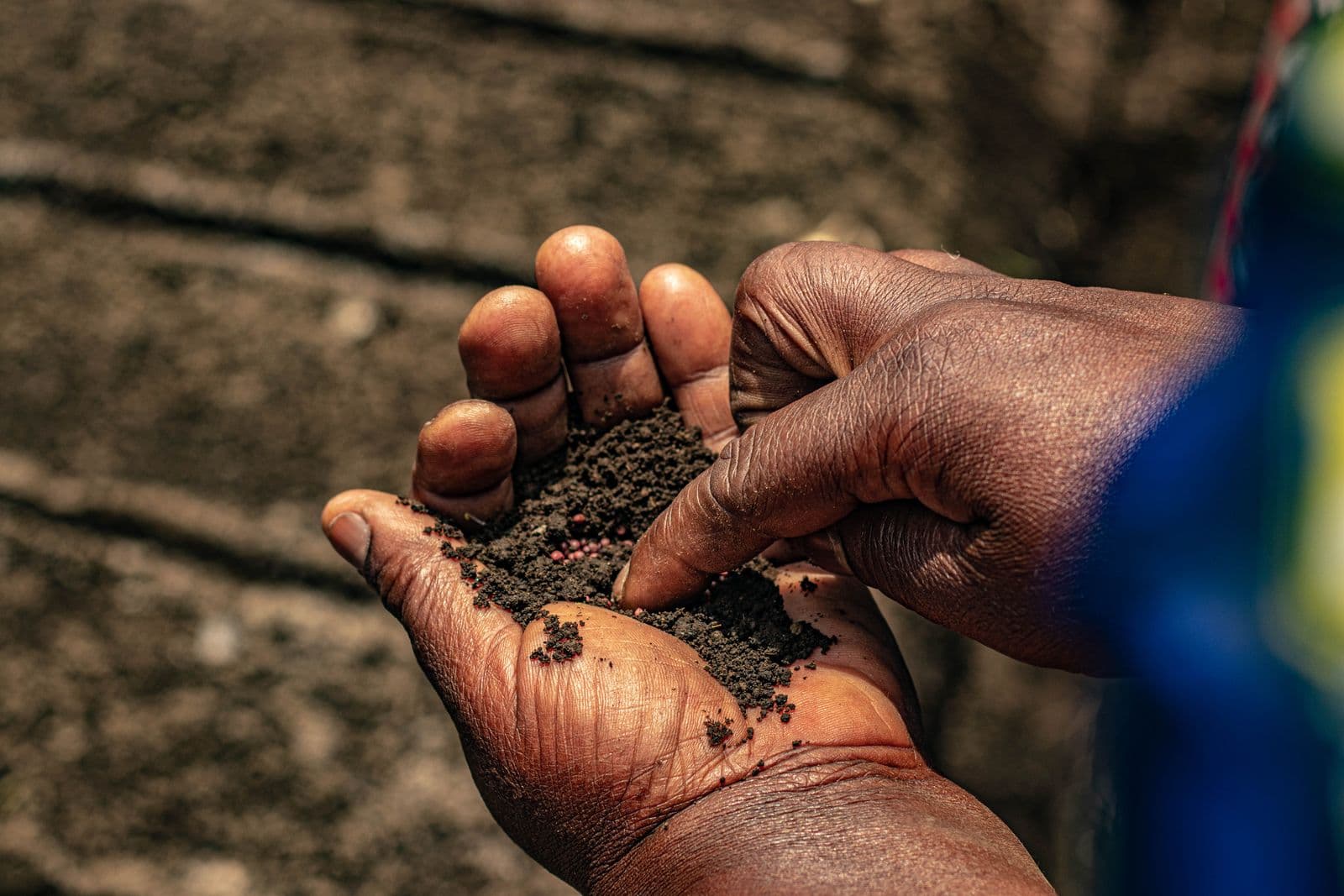 Hands holding soil and seeds